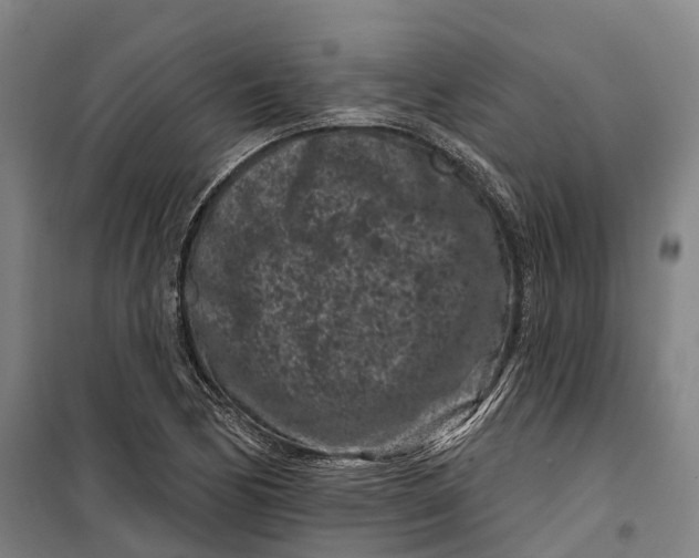 X0000099561170200806061533