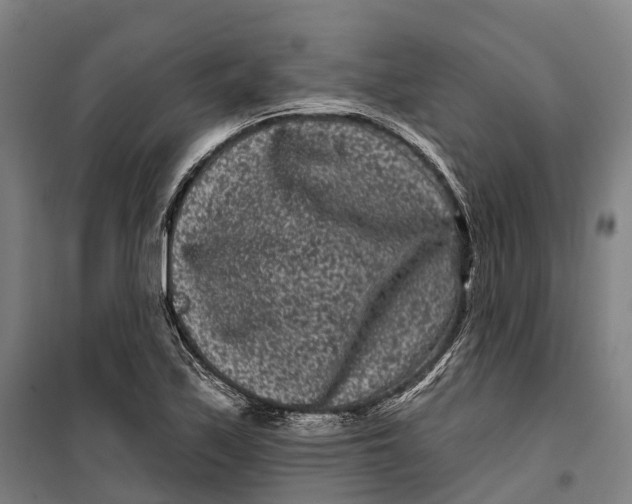 X0000099561171200806061533