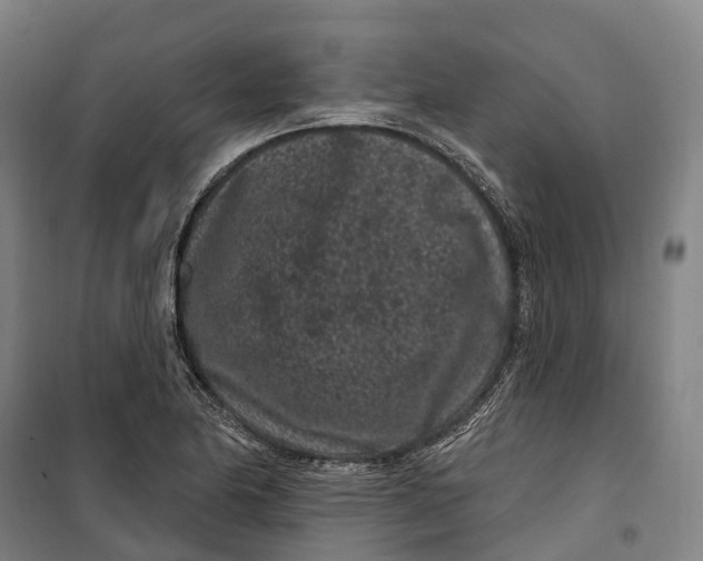 X0000099561174200806061533