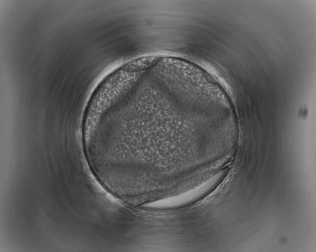 X0000099561189200806061533