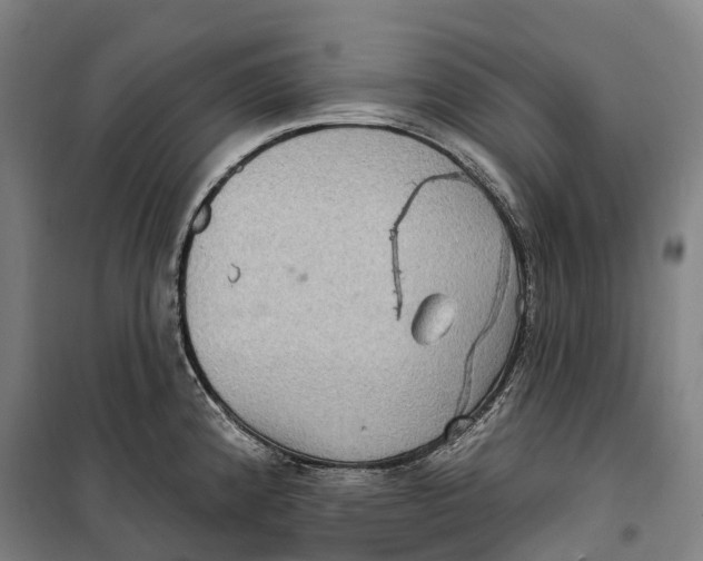 X0000099561192200806061533