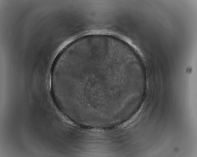 X0000099561221200806061532