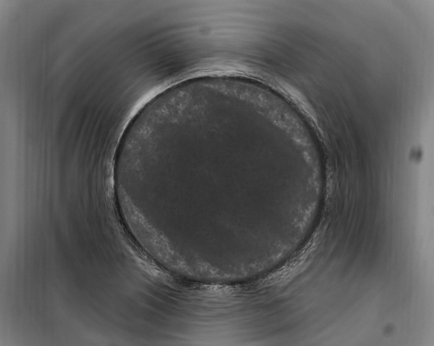 X0000099561226200806061532