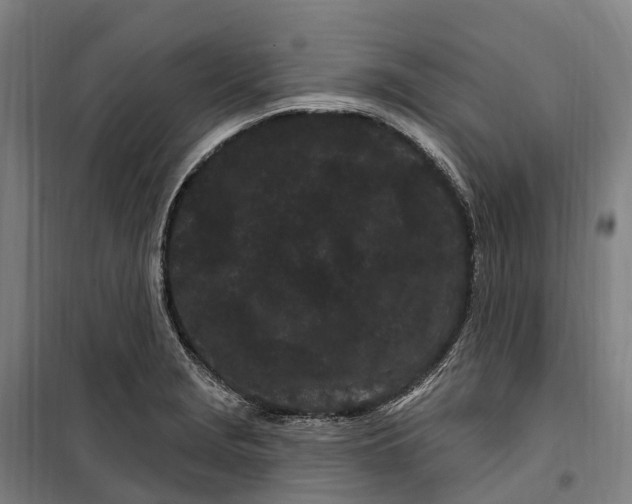 X0000099561229200806061532