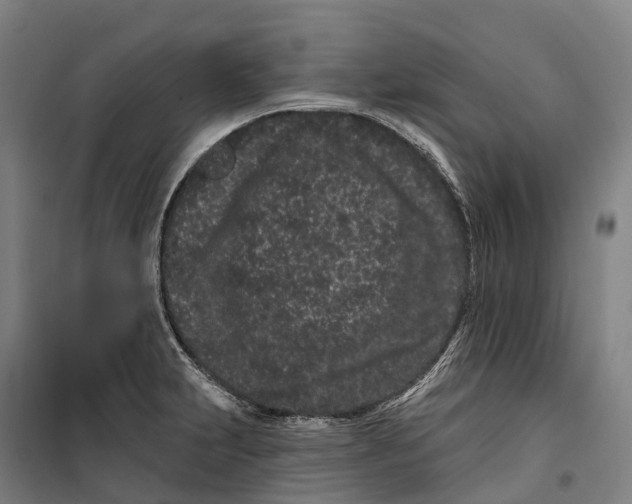 X0000099561231200806061532