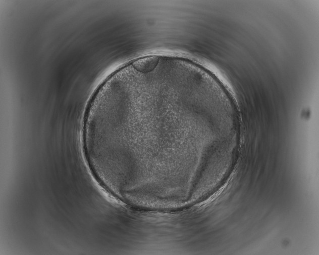 X0000099561237200806061532