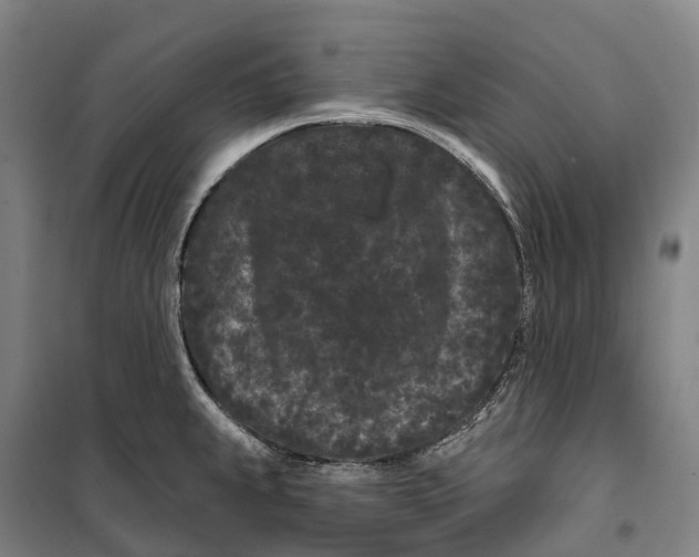 X0000099561239200806061532