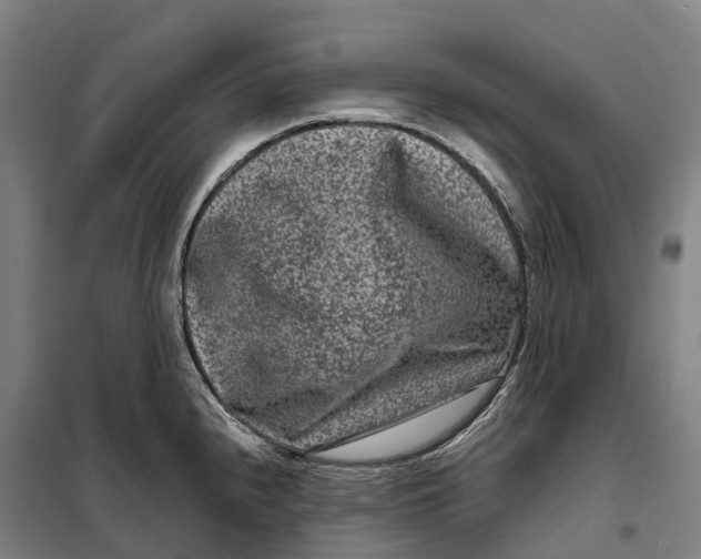 X0000099561240200806061532