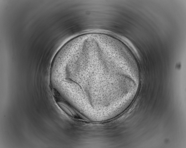 X0000099561244200806061533