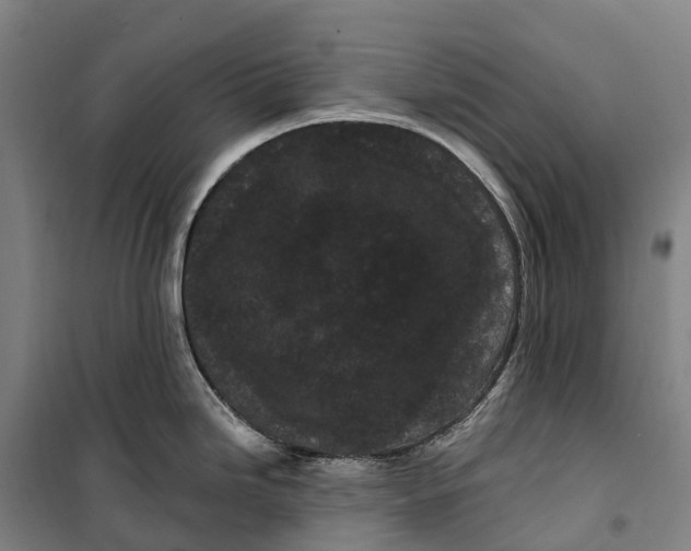 X0000099561246200806061533