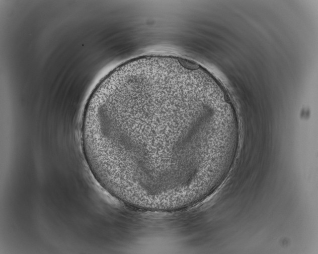 X0000099561248200806061533