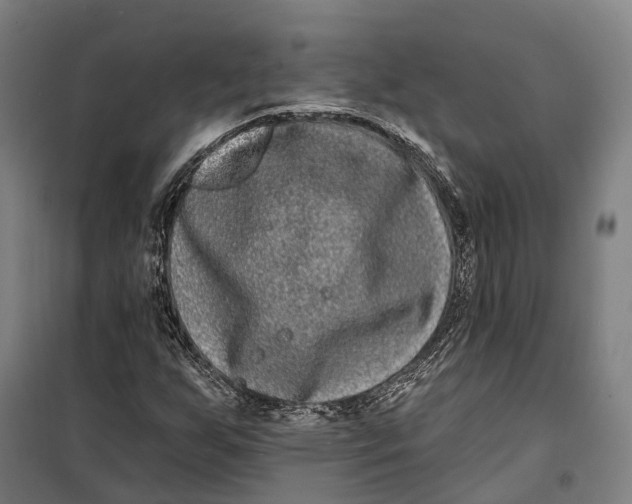 X0000099561255200806061532