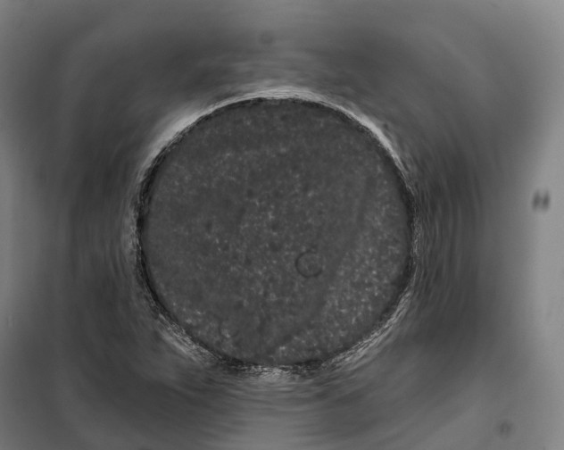 X0000099561263200806061532