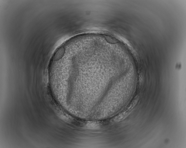 X0000099561267200806061532