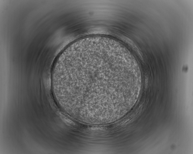 X0000099561274200806061531