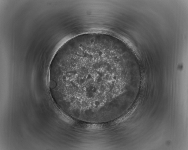 X0000099561275200806061531