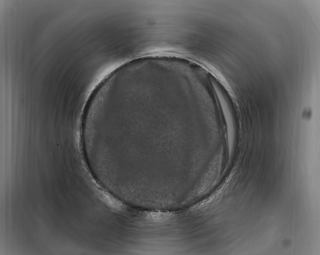 X0000099561277200806061531