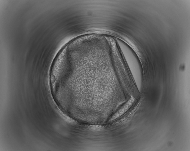 X0000099561283200806061531