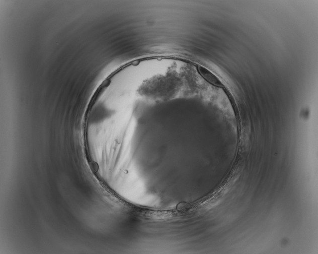 X0000099561291200806061531