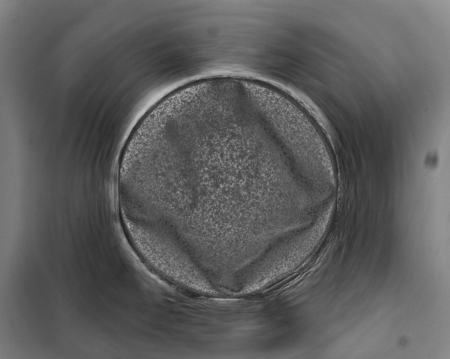 X0000099561295200806061531