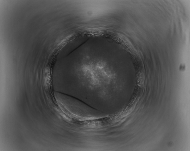 X0000099561298200806061530