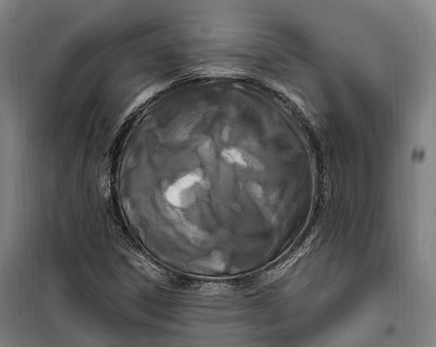 X0000099561306200806061530