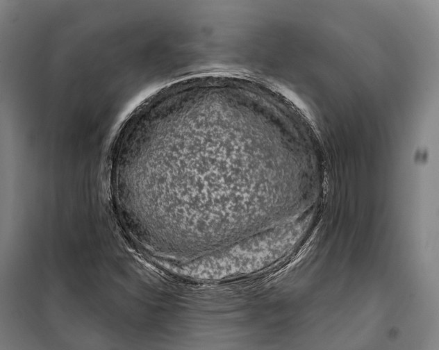 X0000099561310200806061531