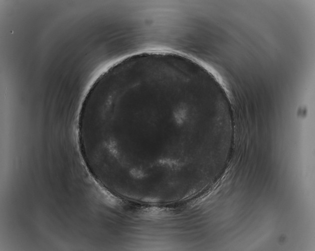 X0000099561327200806061531