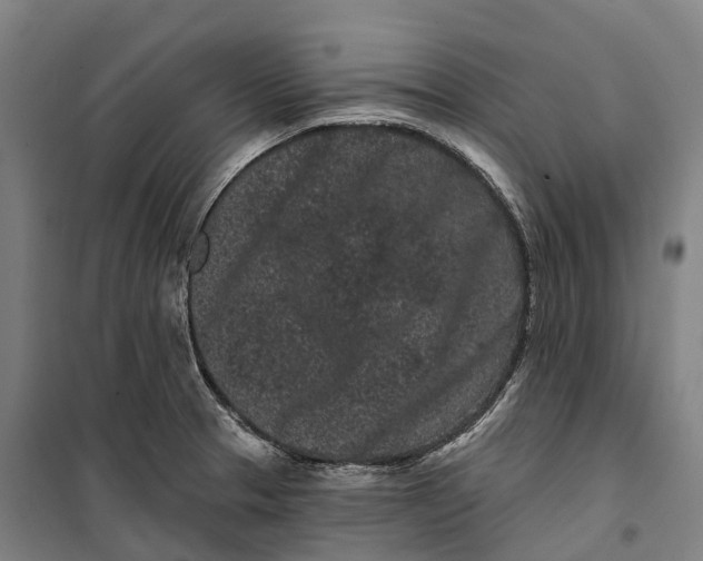 X0000099561329200806061531