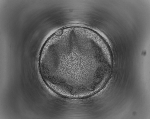 X0000099561333200806061531