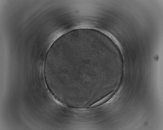 X0000099561337200806061531