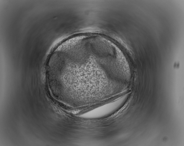 X0000099561358200806061530