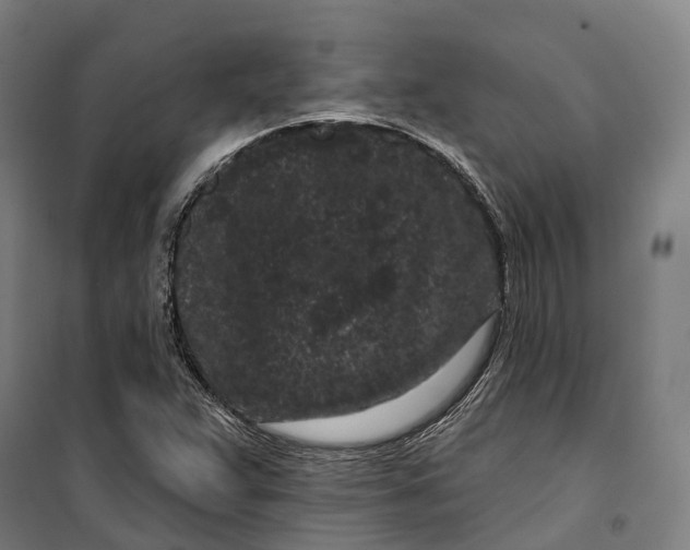 X0000099561359200806061530