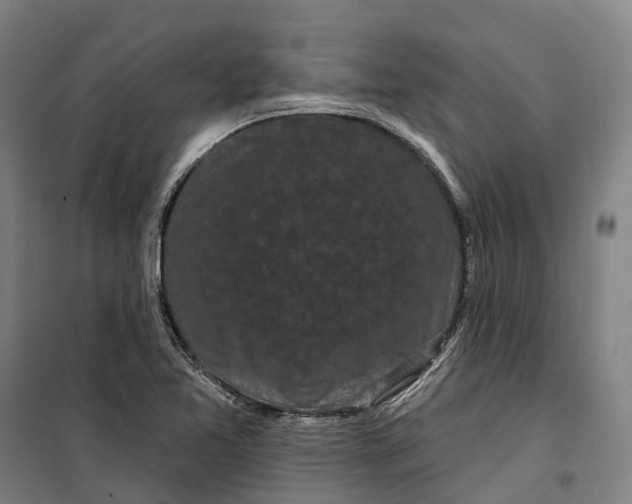 X0000099561365200806061530