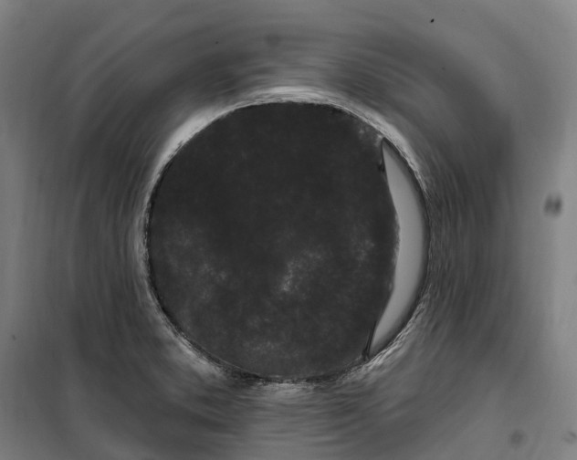 X0000099561373200806061530