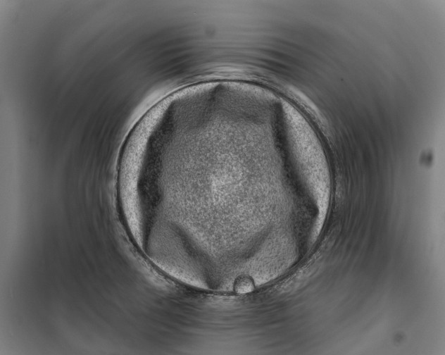 X0000099561378200806061530