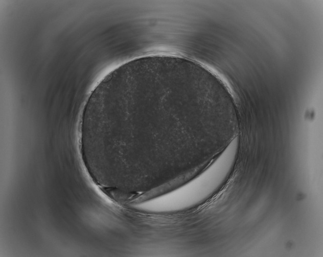 X0000099561383200806061530