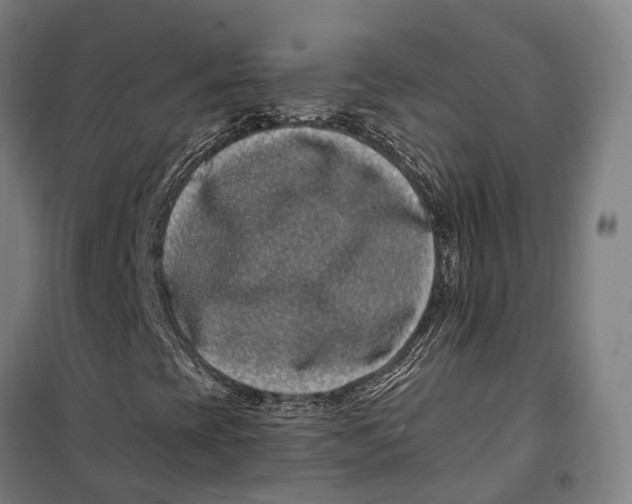 X0000099561393200806061529