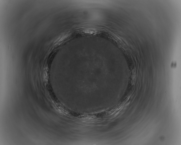 X0000099561394200806061529