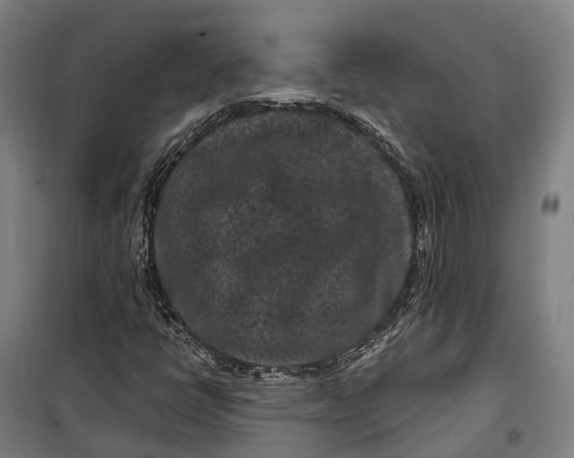 X0000099561398200806061529