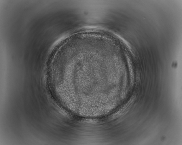 X0000099561411200806061529