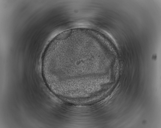 X0000099561419200806061529