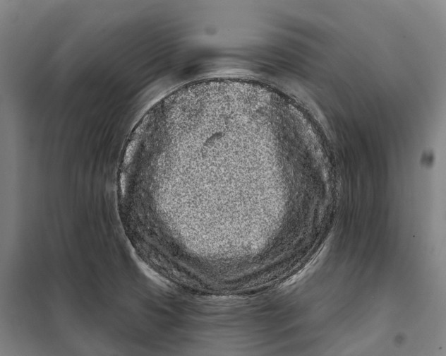 X0000099561425200806061529