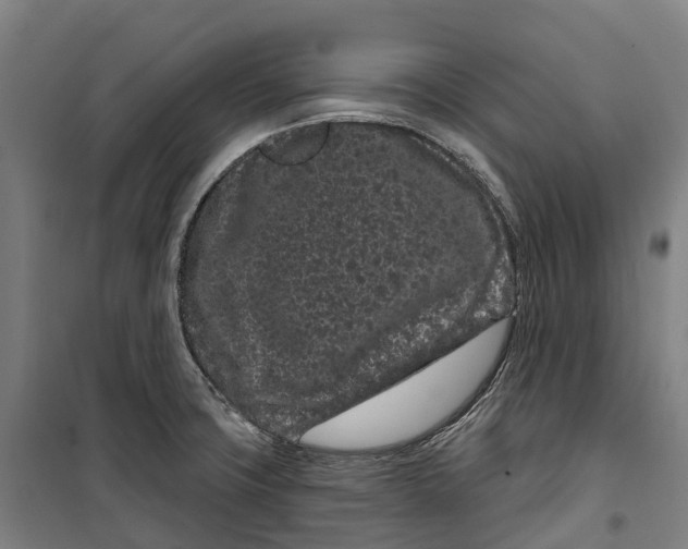 X0000099561427200806061529