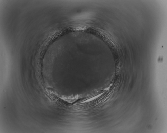 X0000099561441200806061529