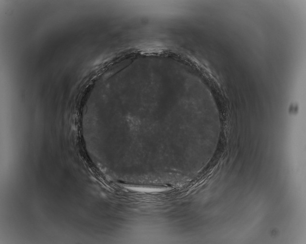 X0000099561445200806061529