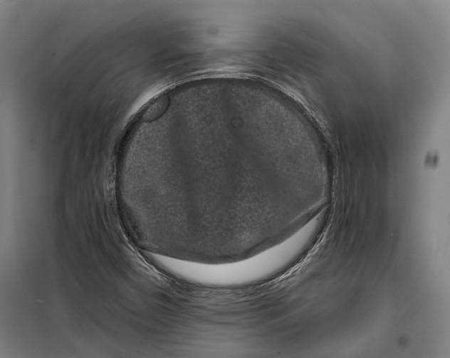 X0000099561450200806061529