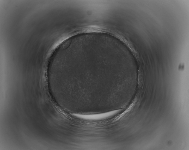 X0000099561453200806061529