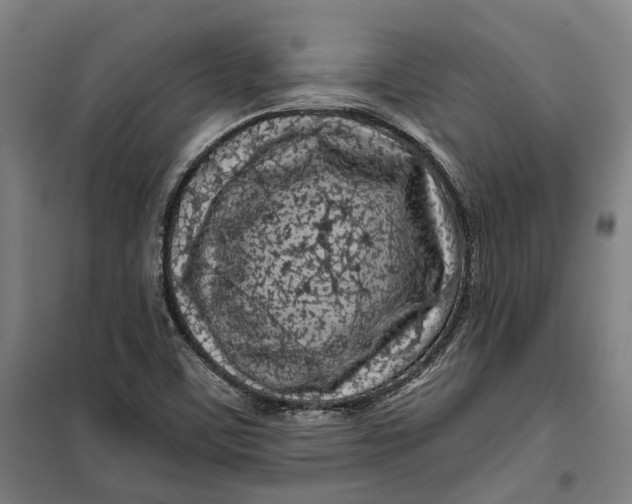 X0000099561459200806061529