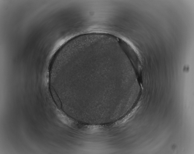 X0000099561461200806061529